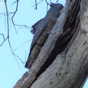 Callocephalon fimbriatum at Hughes, ACT - 14 Nov 2020