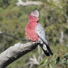 Eolophus roseicapilla (Galah) at Deakin, ACT - 15 Nov 2020 by JackyF