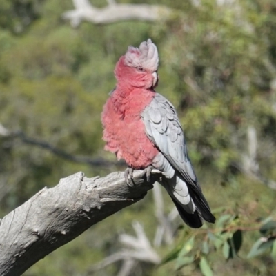 Eolophus roseicapilla (Galah) at Red Hill to Yarralumla Creek - 15 Nov 2020 by JackyF