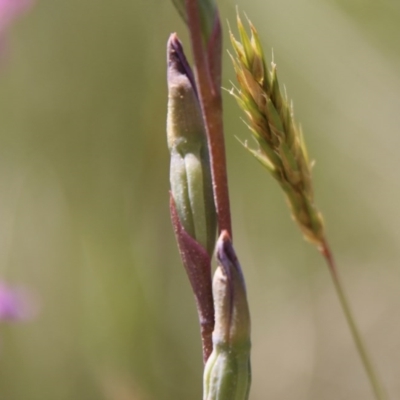 Thelymitra (Genus) (Sun Orchid) at Mongarlowe, NSW - 15 Nov 2020 by LisaH