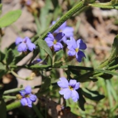 Dampiera sp. at Mongarlowe River - 15 Nov 2020 by LisaH