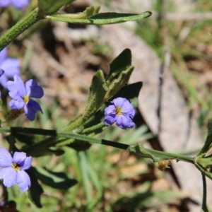 Dampiera sp. at Mongarlowe, NSW - 15 Nov 2020