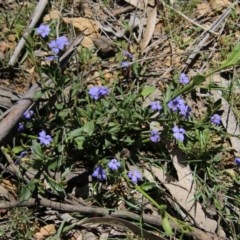 Dampiera sp. at Mongarlowe, NSW - 15 Nov 2020