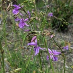 Arthropodium fimbriatum (Nodding Chocolate Lily) at Hughes, ACT - 13 Nov 2020 by JackyF