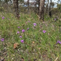 Arthropodium fimbriatum at Hughes, ACT - 13 Nov 2020 02:04 PM