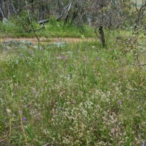 Arthropodium fimbriatum at Hughes, ACT - 13 Nov 2020 02:04 PM