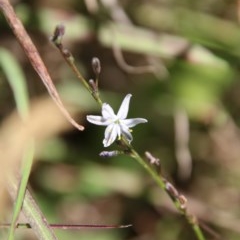 Caesia parviflora (Pale Grass-lily) at Mongarlowe, NSW - 15 Nov 2020 by LisaH