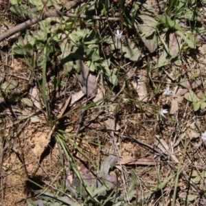 Caesia parviflora at Mongarlowe, NSW - 15 Nov 2020