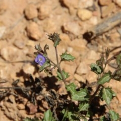 Veronica sp. at Mongarlowe, NSW - 15 Nov 2020 by LisaH