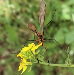 Harpobittacus australis (Hangingfly) at Federal Golf Course - 13 Nov 2020 by JackyF