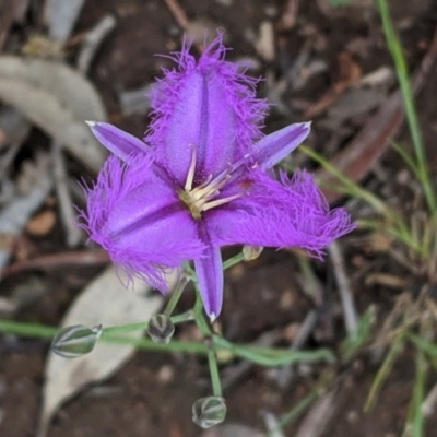 Thysanotus tuberosus subsp. tuberosus (Common Fringe-lily) at Federal Golf Course - 13 Nov 2020 by JackyF