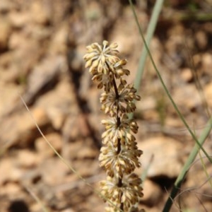 Lomandra multiflora at Mongarlowe, NSW - 15 Nov 2020