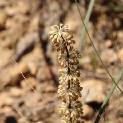 Lomandra multiflora (Many-flowered Matrush) at Mongarlowe River - 15 Nov 2020 by LisaH