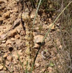 Lomandra multiflora at Mongarlowe, NSW - 15 Nov 2020