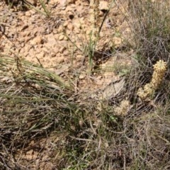 Lomandra multiflora at Mongarlowe, NSW - 15 Nov 2020