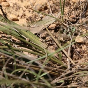 Lomandra multiflora at Mongarlowe, NSW - 15 Nov 2020