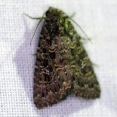 Hypoperigea tonsa (A Noctuid moth (Acronictinae) at Forde, ACT - 6 Nov 2020 by ibaird