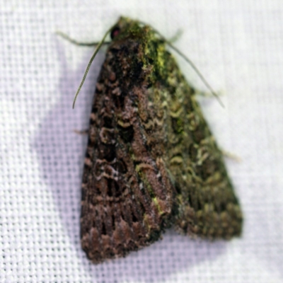 Hypoperigea tonsa (A Noctuid moth (Acronictinae) at Forde, ACT - 6 Nov 2020 by ibaird