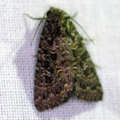 Hypoperigea tonsa (A noctuid moth) at Goorooyarroo NR (ACT) - 6 Nov 2020 by ibaird