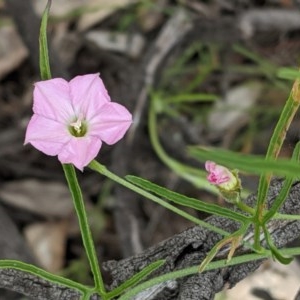 Convolvulus angustissimus subsp. angustissimus at Hughes, ACT - 13 Nov 2020 02:09 PM