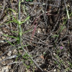 Convolvulus angustissimus subsp. angustissimus at Hughes, ACT - 13 Nov 2020 02:09 PM