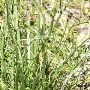 Eryngium ovinum at Hughes, ACT - 9 Nov 2020