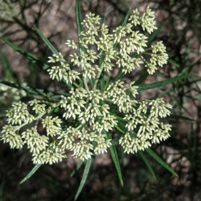 Cassinia longifolia (Shiny Cassinia, Cauliflower Bush) at Hughes, ACT - 13 Nov 2020 by JackyF