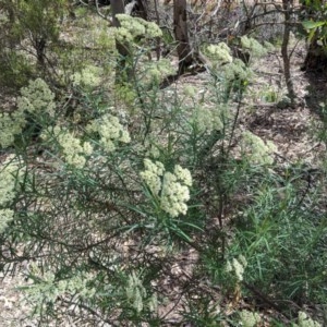 Cassinia longifolia at Hughes, ACT - 13 Nov 2020