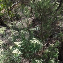 Cassinia longifolia at Hughes, ACT - 13 Nov 2020 02:11 PM