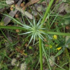 Eryngium ovinum (Blue Devil) at Red Hill to Yarralumla Creek - 13 Nov 2020 by JackyF