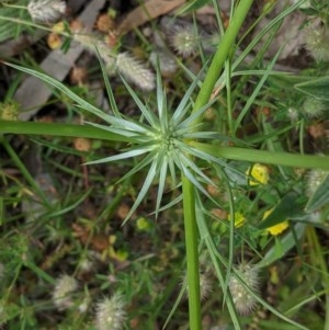 Eryngium ovinum at Hughes, ACT - 13 Nov 2020