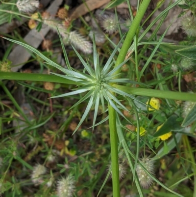 Eryngium ovinum (Blue Devil) at Red Hill Nature Reserve - 13 Nov 2020 by JackyF