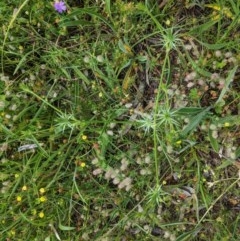 Eryngium ovinum at Hughes, ACT - 13 Nov 2020