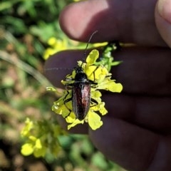 Homotrysis cisteloides (Darkling beetle) at Hughes Grassy Woodland - 13 Nov 2020 by JackyF