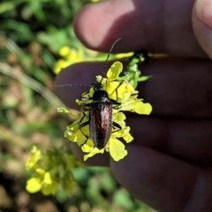 Homotrysis cisteloides (Darkling beetle) at Deakin, ACT - 14 Nov 2020 by JackyF