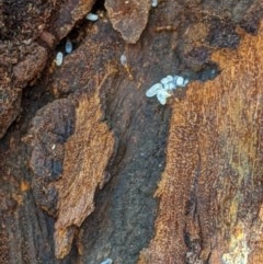 Formicidae (family) (Unidentified ant) at Hughes, ACT - 14 Nov 2020 by JackyF