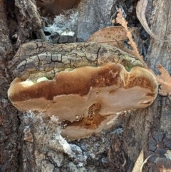 Phellinus sp. (non-resupinate) (A polypore) at Hughes, ACT - 14 Nov 2020 by JackyF