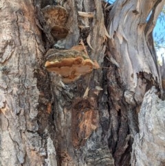 Phellinus sp. (non-resupinate) at Hughes, ACT - 14 Nov 2020