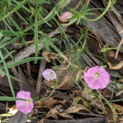 Convolvulus angustissimus subsp. angustissimus (Australian Bindweed) at Hughes Grassy Woodland - 14 Nov 2020 by JackyF