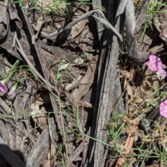 Convolvulus angustissimus subsp. angustissimus at Hughes, ACT - 14 Nov 2020 01:22 PM