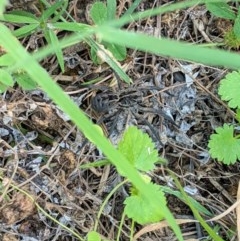 Tasmanicosa sp. (genus) at Deakin, ACT - 15 Nov 2020