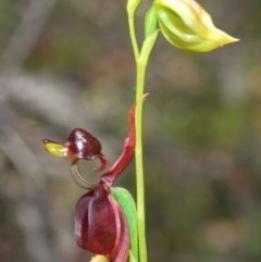 Caleana major (Large Duck Orchid) at Mares Forest National Park - 14 Nov 2020 by Harrisi