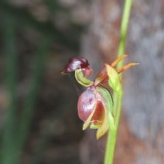 Caleana major at Wombeyan Caves, NSW - 14 Nov 2020