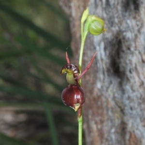 Caleana major at Wombeyan Caves, NSW - 14 Nov 2020