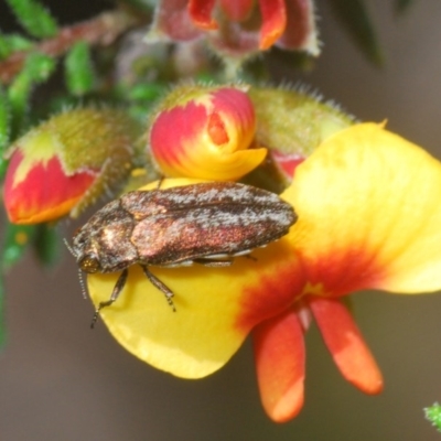 Ethonion leai (Root-galling jewel beetle) at Wombeyan Caves, NSW - 14 Nov 2020 by Harrisi