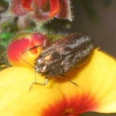 Ethonion leai at Wombeyan Caves, NSW - 14 Nov 2020 12:21 PM