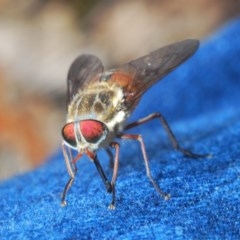 Tabanidae (family) (Unidentified march or horse fly) at Wombeyan Caves, NSW - 14 Nov 2020 by Harrisi