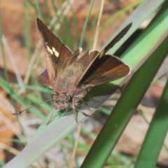 Mesodina halyzia (Eastern Iris-skipper) at Mares Forest National Park - 14 Nov 2020 by Harrisi