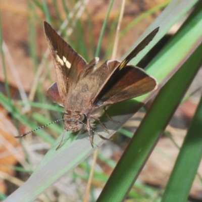 Mesodina halyzia (Eastern Iris-skipper) at Wombeyan Caves, NSW - 14 Nov 2020 by Harrisi