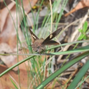 Mesodina halyzia at Wombeyan Caves, NSW - 14 Nov 2020